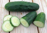 Cucumber - Marketmore 76 Cucumber Seed