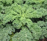 Kale - Dwarf Siberian Kale Seed