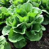 Lettuce - Romaine Parris Island Cos Seed