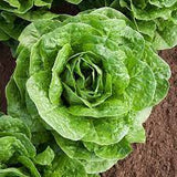 Lettuce - Romaine Parris Island Cos Seed