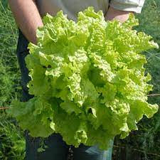 Lettuce - Black Seeded Simpson Green Leaf Lettuce