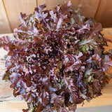 Red Salad Bowl Lettuce