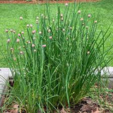 Chive Seed