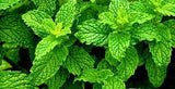 Mint - Peppermint Seed
