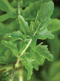 Arugula - Roquette Arugula Seed