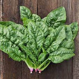 Bloomsdale Savoy Spinach Seed