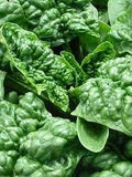 Bloomsdale Savoy Spinach Seed