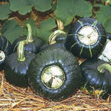 Burgess Buttercup Squash Seed