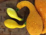 Early Summer Yellow Crookneck Squash Seed