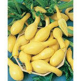 Squash - Early Summer Yellow Crookneck Squash Seed