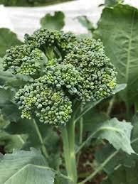 Broccoli - Green Sprouting Calabrese Broccoli Seed