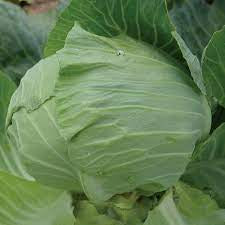 Flat Dutch Late Cabbage Seed
