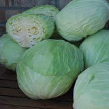 Flat Dutch Late Cabbage Seed