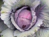 Red Acre Cabbage Seed