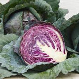 Red Acre Cabbage Seed