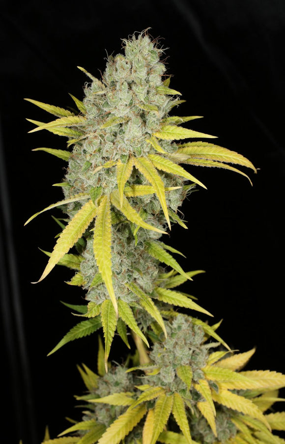 Sour Kernel