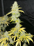 Sour Kernel