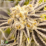 Platinum Punch Clone