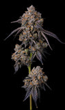London Pound Cake Clone