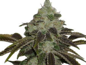 Jet Fuel Clone