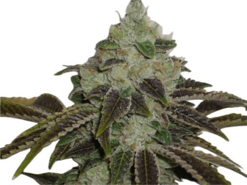 Jet Fuel Clone