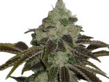 Jet Fuel Clone