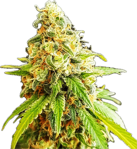 Kosher Kush Clone
