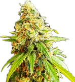 Kosher Kush Clone