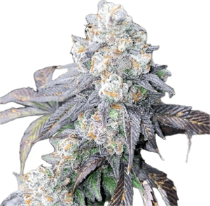 LA Confidential Clone