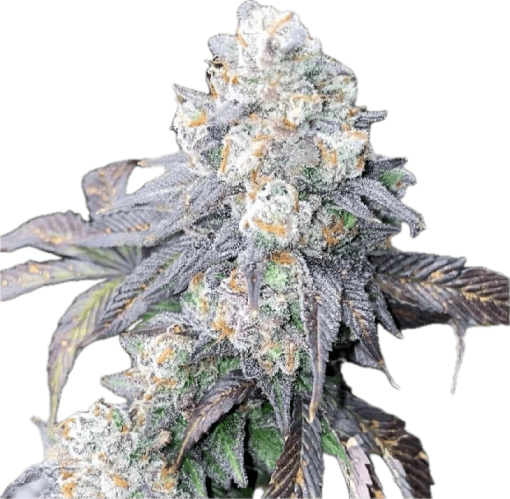 LA Confidential Clone
