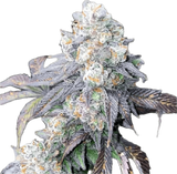 LA Confidential Clone