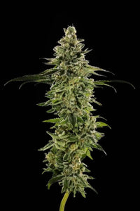 LA Kush Cake Clone