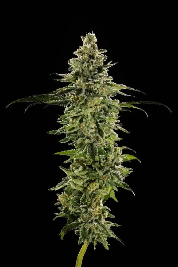 LA Kush Cake Clone