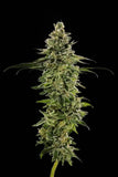 LA Kush Cake Clone