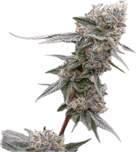 Lemon Cherry Gelato Clone