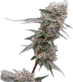 Lemon Cherry Gelato Clone