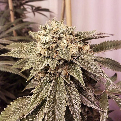 Fire OG Clone
