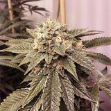 Fire OG Clone