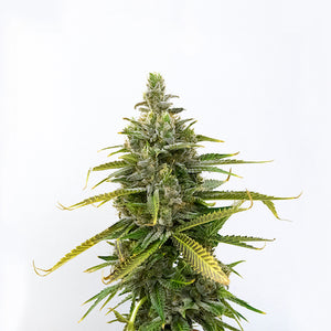 Legend OG Clone