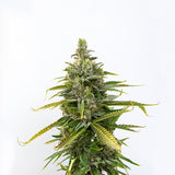 Legend OG Clone