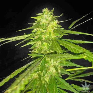 Lemon Diesel Clone