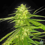 Lemon Diesel Clone