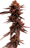 Lemondary Clone