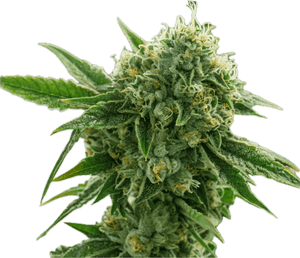 King Louis Clone