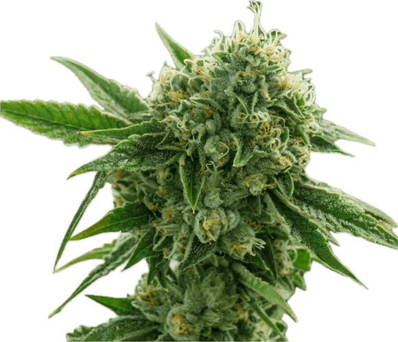 King Louis Clone
