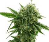 King Louis Clone