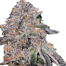 Mai Tai Clone