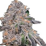 Mai Tai Zkittles Clone