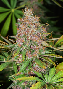 Mass Medical Strains - Pineapple Mushroom Pupil