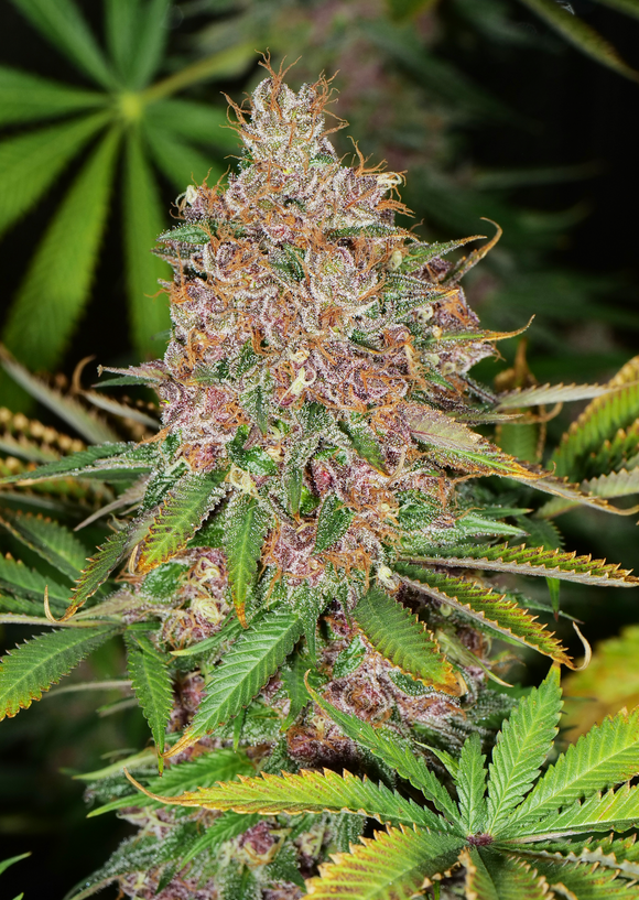 Mass Medical Strains - Pineapple Mushroom Pupil
